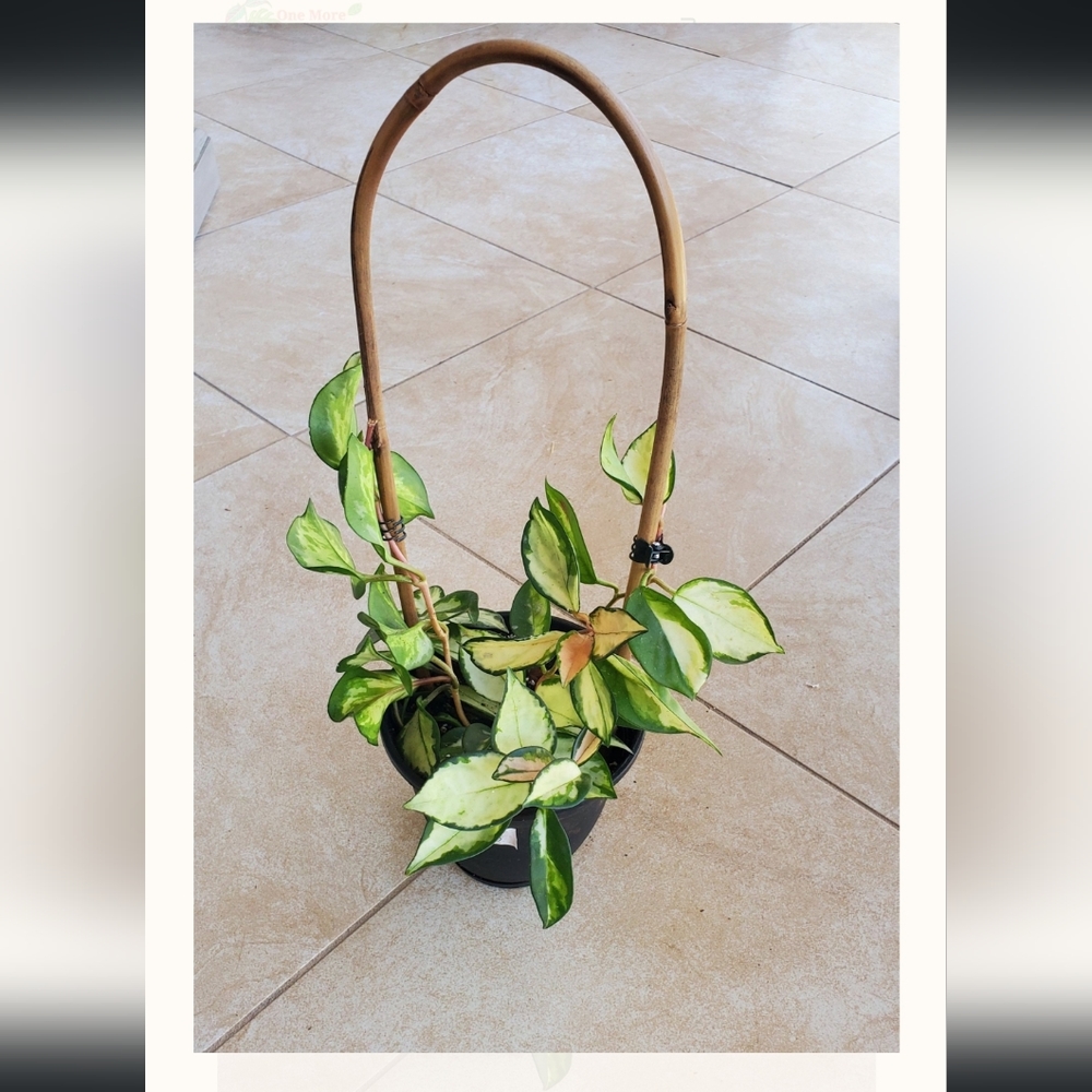 Hoya Krimson Princess 3" pot